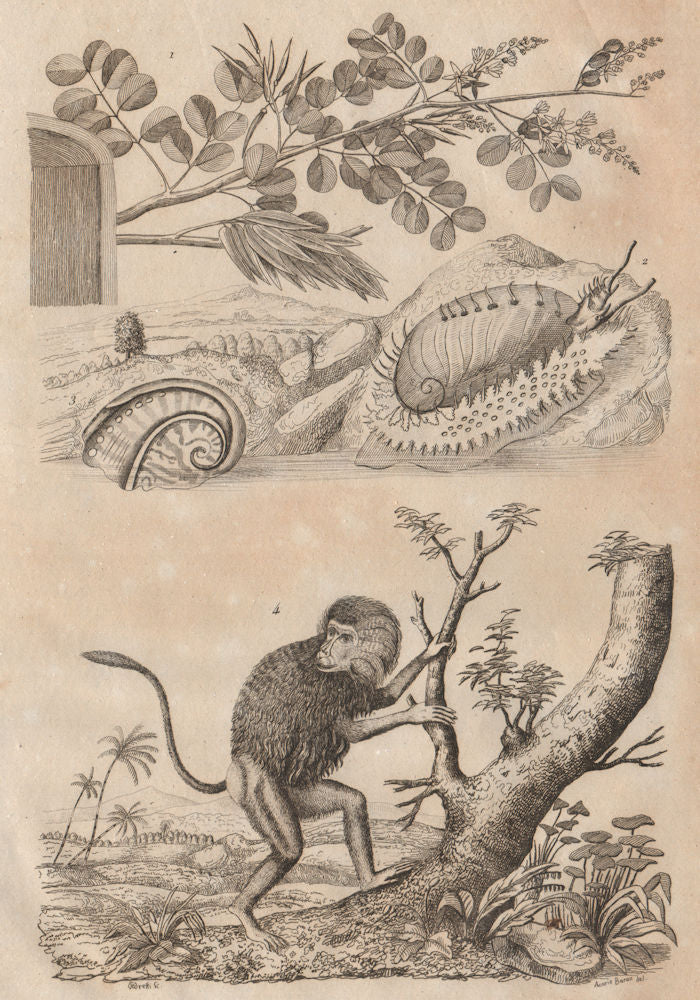 Haematoxylum campechianum (logwood) Haliotididae (abalone) Hamadryas baboon 1834